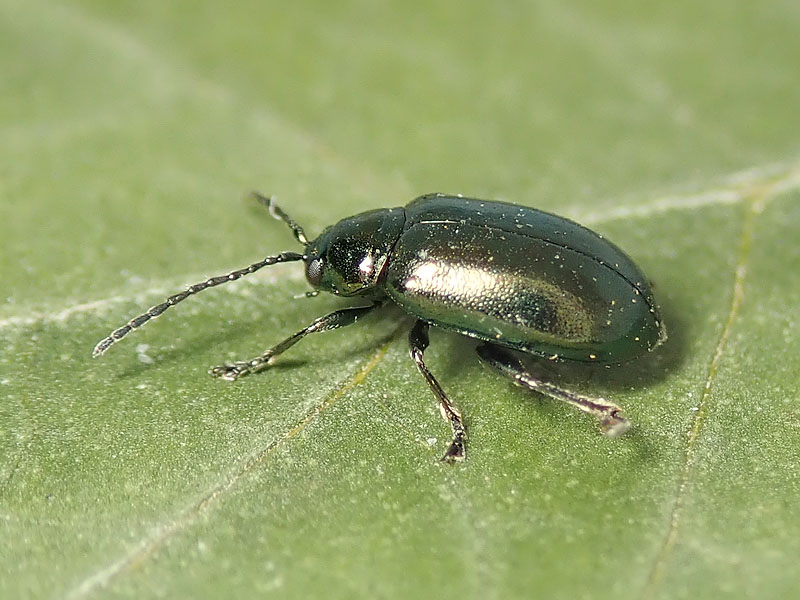 Chrysomelidae: Altica sp.